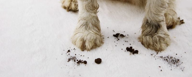 The Best Carpet Pad for Pets (and Why You Should Get One Today)