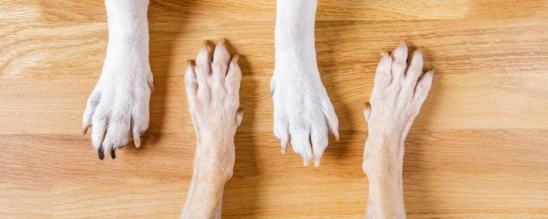 Here's How To Protect Your Wood Floors From Dog Urine