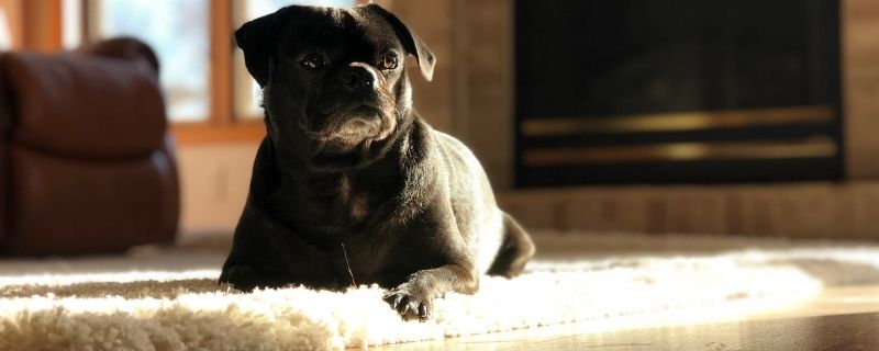 The Best Rug Pads For Moderate Pile Rugs (+Buyer's Guide)